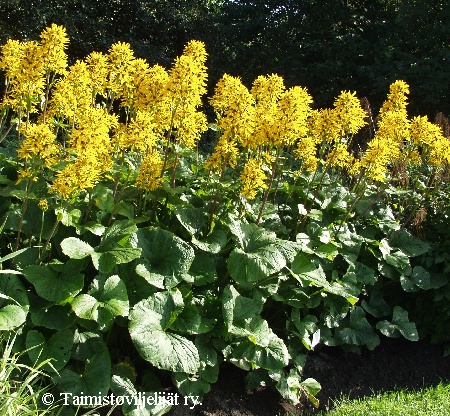  Ligularia x hessei 